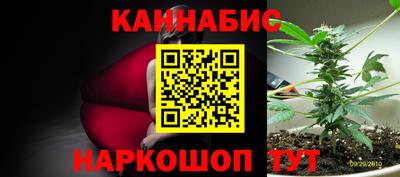 крисы Можга