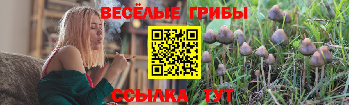 Тара  где продают наркотики  Вход с VPN  Псилоцибиновые грибы ЛСД 